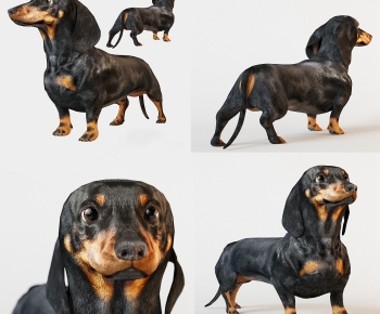 Modern Animal Dog-ID:547523987