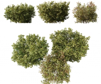 Modern Shrubbery-ID:183974031