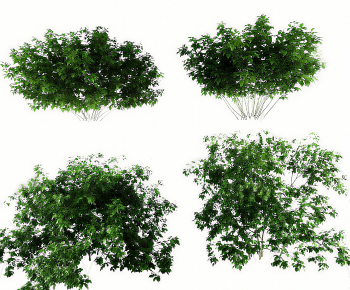 Modern Shrubbery-ID:191210036