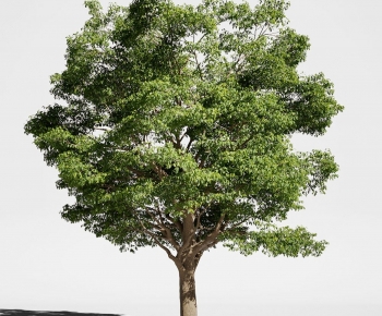 Modern Tree-ID:513591051