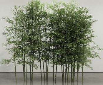 Modern Bamboo-ID:618601086