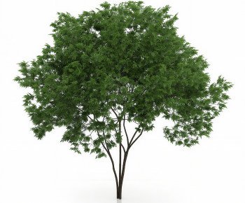 Modern Tree-ID:935467969