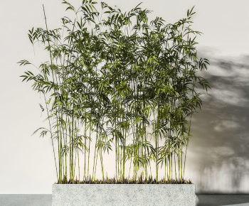 Modern Bamboo-ID:237488997