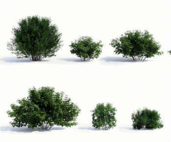 Modern Shrubbery-ID:348507884