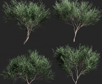 Modern Tree-ID:409106029