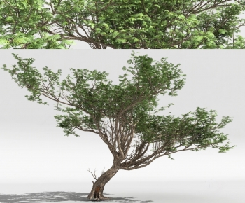 Modern Tree-ID:561961894