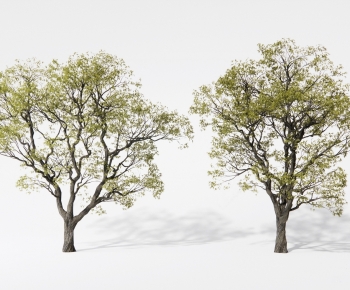 Modern Tree-ID:580699451