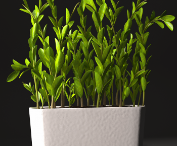 Modern Potted Green Plant-ID:637432108
