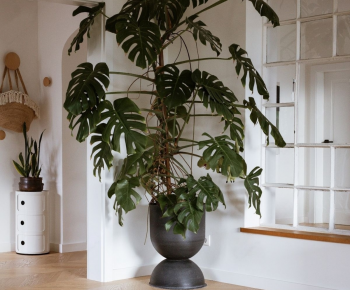 Modern Ground Green Plant Potted Plants-ID:473520897