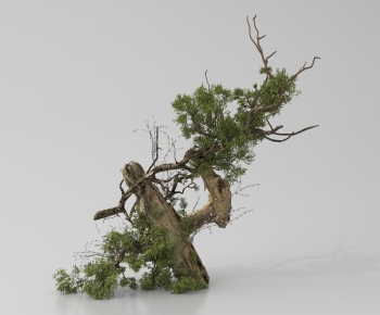 Wabi-sabi Style Plant Landscaping-ID:380299114