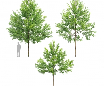 Modern Tree-ID:977425109