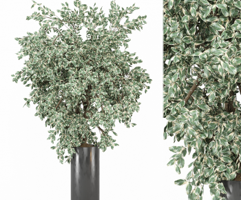 Modern Ground Green Plant Potted Plants-ID:815217027