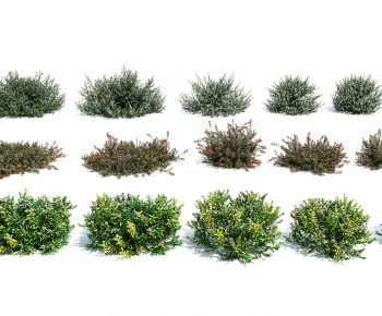 Modern Shrubbery-ID:139956956