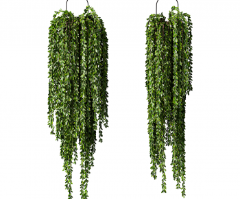 Modern Chlorophytum Comosum-ID:796587947