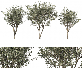 Modern Tree-ID:436321978