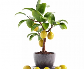 Modern Potted Green Plant-ID:424360991