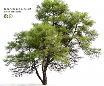 Modern Tree-ID:939016101