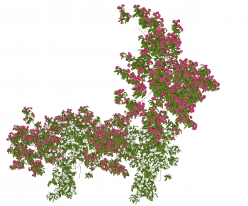 Modern Vine-ID:781163938