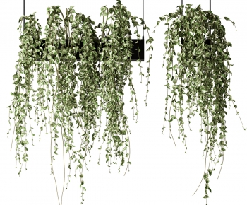 Modern Chlorophytum Comosum-ID:351098068