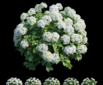 Modern Shrubbery-ID:300123936