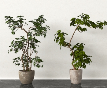 Modern Ground Green Plant Potted Plants-ID:899653919