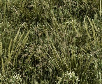 Modern The Grass-ID:100542074