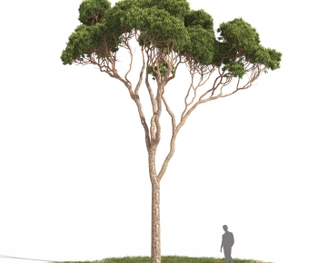 Modern Tree-ID:508409022