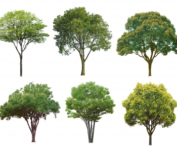 Modern Tree-ID:645174983