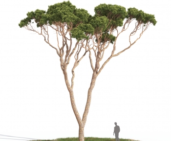 Modern Tree-ID:680241111