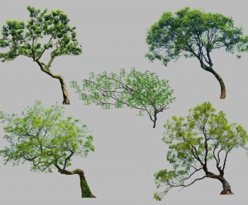 Modern Tree-ID:617428061