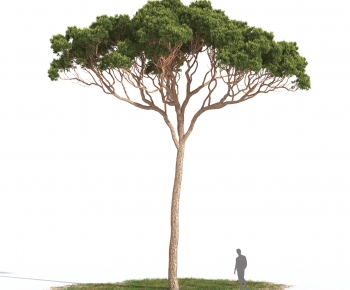 Modern Tree-ID:954900032