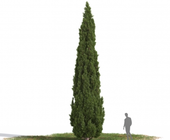 Modern Tree-ID:897672894