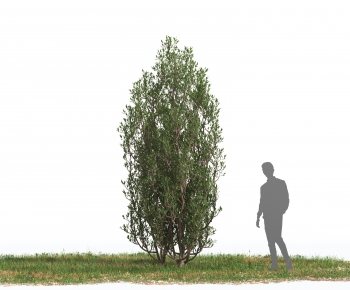 Modern Tree-ID:919186124