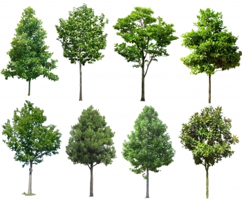 Modern Tree-ID:174984934