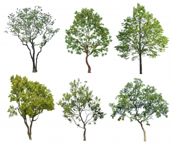 Modern Tree-ID:293279899