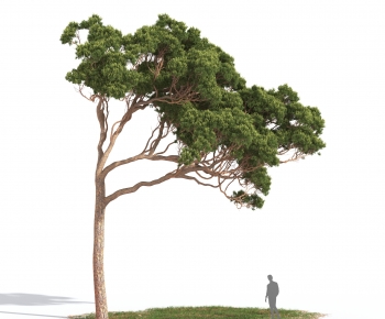 Modern Tree-ID:776752955