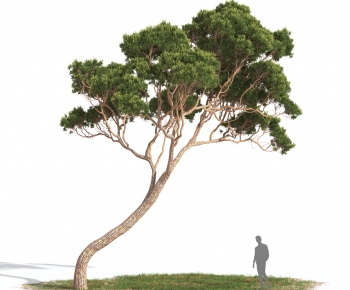 Modern Tree-ID:194423915