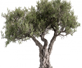 Modern Tree-ID:377305987