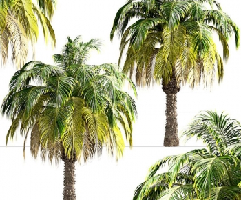 Modern Tree-ID:478810075