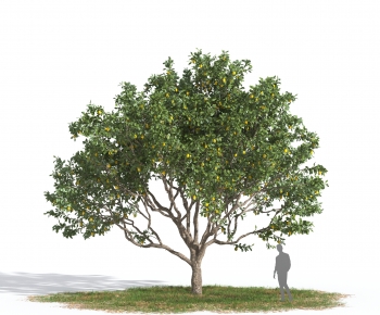 Modern Tree-ID:111639022