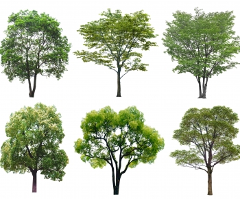 Modern Tree-ID:332716943