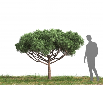 Modern Tree-ID:398689038