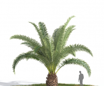 Modern Tree-ID:244525912