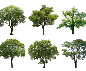 Modern Tree-ID:954991106