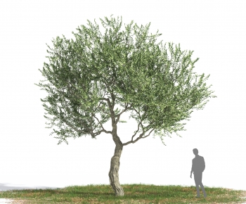 Modern Tree-ID:308768992