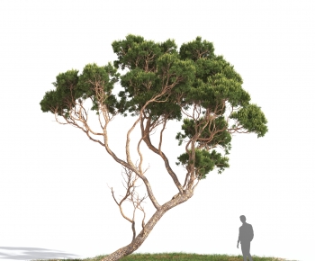 Modern Tree-ID:930306917