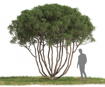 Modern Tree-ID:200546988