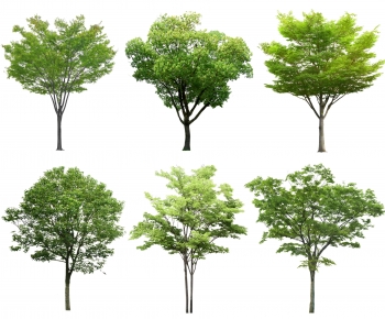 Modern Tree-ID:516876944