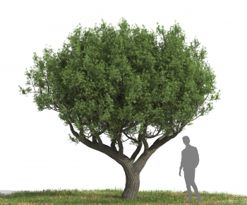 Modern Tree-ID:213239914