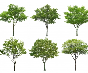 Modern Tree-ID:901949456